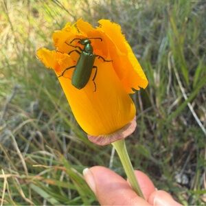 mystery box for abed